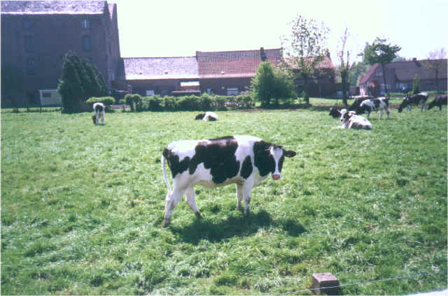 cows